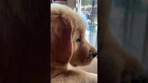 When the neighbors cat is your dog’s best friend #petsofinstagram #puppy