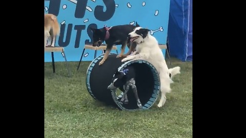 Dogs Work Together To Push Dog In Cart