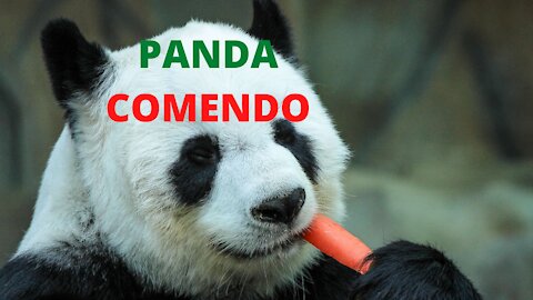 PANDA EATING IS NOT CUTE ????.