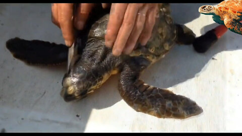 Rescuing Sea Turtle Removing Monster Barnacles from Sea Turtle