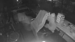 Sloth makes a midnight restaurant break-in!