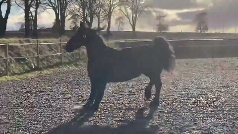 So Adorable#animals #pets #horse #friesianhorse #arabianhorse #minihorse