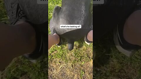 dogs, dogvideos 69