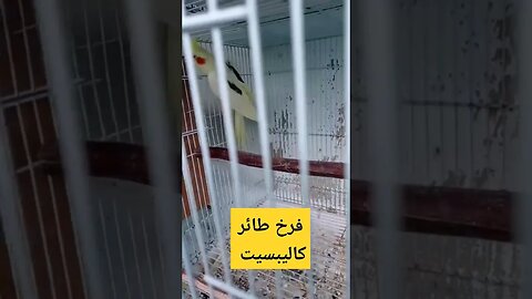 فرخ طائر كاليبسيت