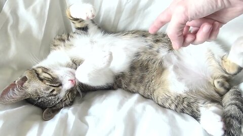 Adorable Baby Cat Sleeps Upside Down