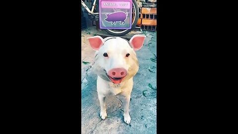 Pig dog #shorts #animals #cute #puppies #sea #monkey #world #funny #funnyvideo #truth