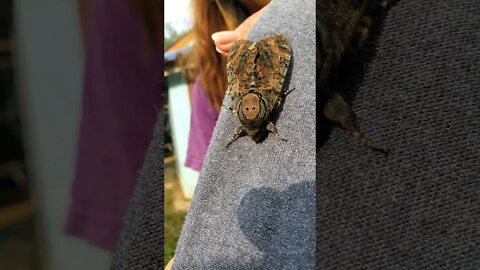 Amazing Camouflage Moth in Thailand