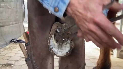 The Longest Hoof I've EVER Trimmed - Hoof Restoration - Farrier ASMR-9