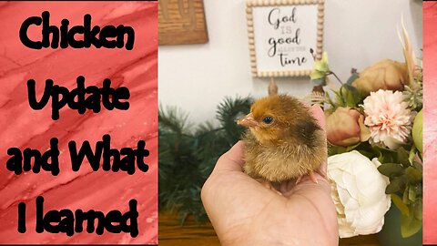 Chicken Update and What I Have Learned This Past Year