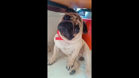 cute pug.. 😘😅 #pug #puglife #pugvideo #funny #funnyvideo #comedy