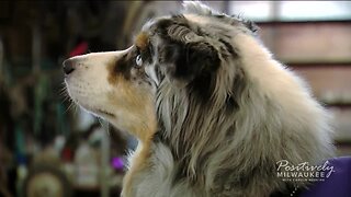 Community comes together to save an Australian Shepherd