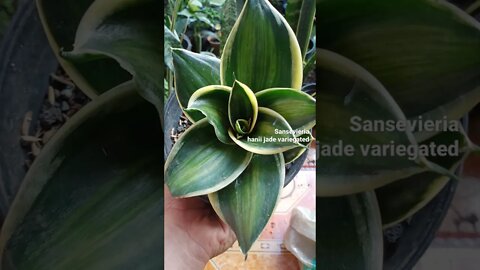 #shorts sansevieria