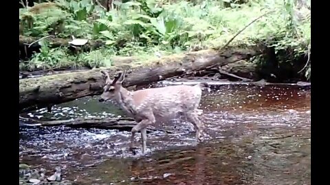 A Trail across a Creek, June 6-22