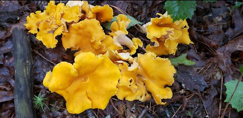 Chanterelle behind my house