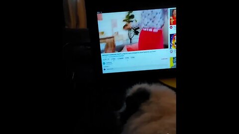 Guinea Pig Watching YouTube #shorts