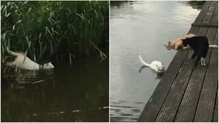 Gato atravessa rio a nado para brincar com amigos!