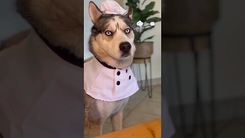 Embarrassed husky #dog #husky #dogtalking #funnydogs #funnydogs #huskytalking #cutedogs #huskylife