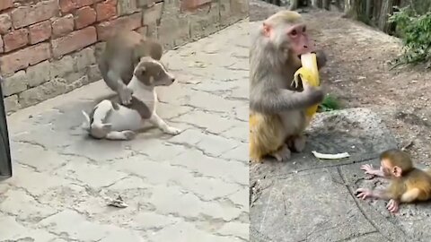 funny monkey videos #Short2022