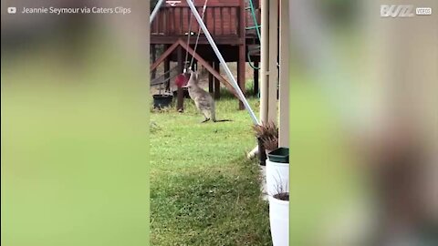 Canguru bebé brinca com baloiço