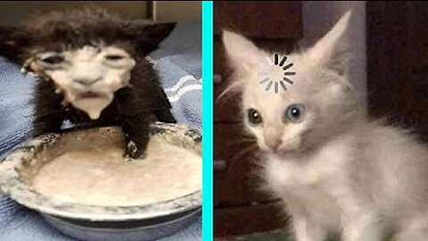 BEST DANK CAT MEMES COMPILATION OF 2020 PART 10 (from TikTok)