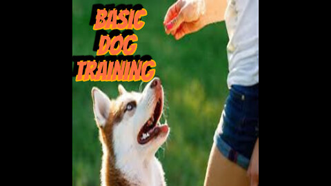 🐕 Basic Dog Training – TOP 10 Essential Commands Every Dog Should Know!