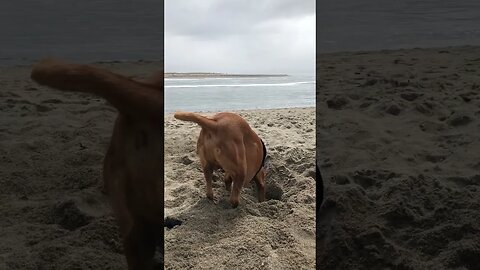 We stopped throwing the ball so he dug a hole - crazy fox red lab! #foxredlab #labradorretriever