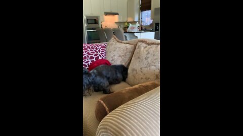 Dog burying his bone on sofa