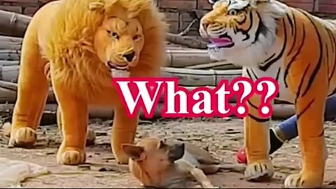 Troll Prank Dog Funny & fake Lion and Fake Tiger Prank To dog & Huge Box Prank to dog