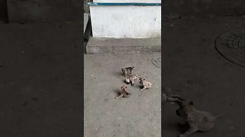 "Adorable Street Dog Puppy Captures Hearts at Tirupati Bus Stop!",#AdorablePuppy #StreetDogLove