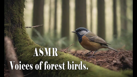 ASMR. Voices of forest birds.