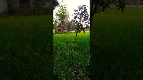 nature #nature #vlog #village