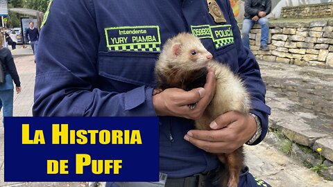 La Historia de Puff! En ESPANOL. LA FUNDACIÓN FURBALL.