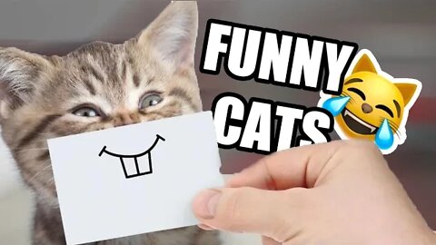 Top Funniest Cat Videos 😹