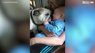 Bulldog fa il bagno di saliva a un bebè