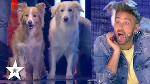 Dancing Dogs WOW Judges on Spain's Got Talent 2021 _ Got Talent Global