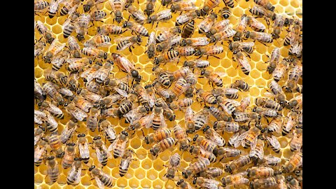 Million Dollars Skill! Brave Millionaire Harvesting Honey Beehive by Hands