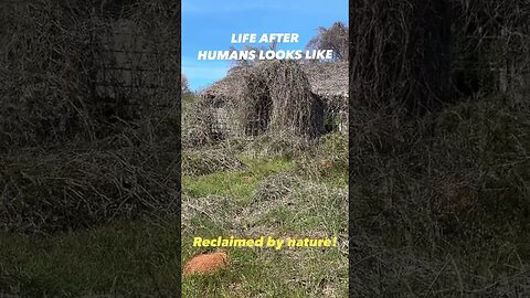 What life may look like after humans. Nature reclaimed this old abandoned house. #history