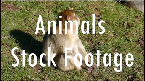 Animal_Stock_Footage_–_Royalty writer Description