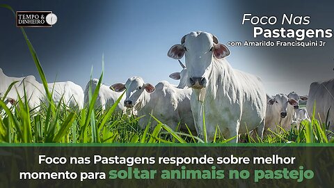 Foco nas Pastagens responde sobre melhor momento para soltar animais no pastejo