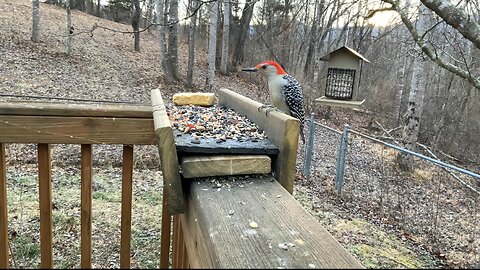 Birds at the feeder - so many birds!