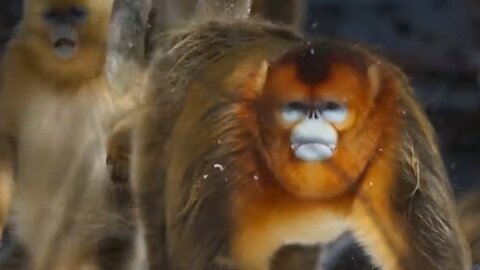 Snub Nosed Monkey