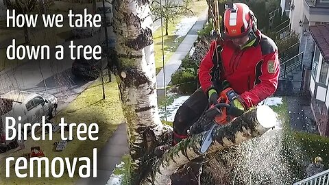 How we take down a tree #2 : Simple Birch tree removal