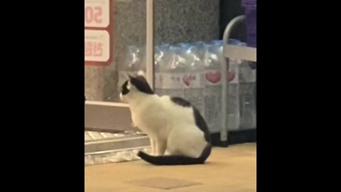 Innocent hungry Cat caught on camera while sneaking into Convenience store