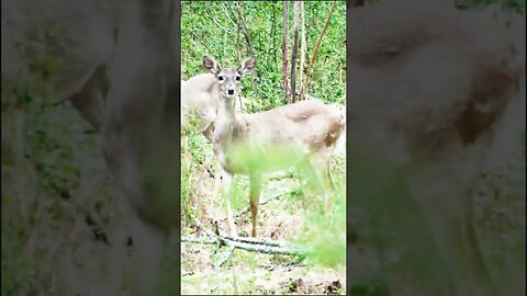 Deer in Georgia Forest