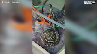 Vuole aggiustare un cavo e trova un serpente