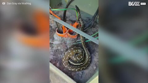 Vuole aggiustare un cavo e trova un serpente