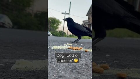 Don’t miss the #Crow buffet! #birds #corvids