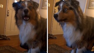 Feisty Aussie Argues With Owner About Going Outside