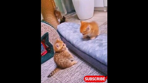 A*super*cute*kittens*trending*short_🙀😱