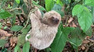 Baby sloth smiles for tourists